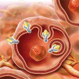 Illustration of LUTATHERA binding to SSTRs located outside of the cells.