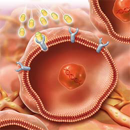 Illustration of LUTATHERA targeting components finding cells with SSTRs.